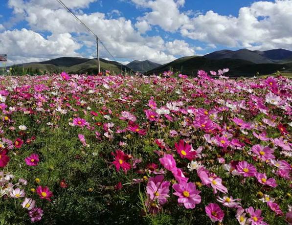 香格里拉花海