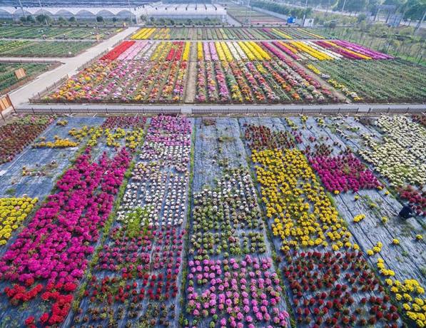 湖熟菊花园