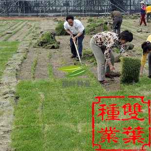 马尼拉草坪