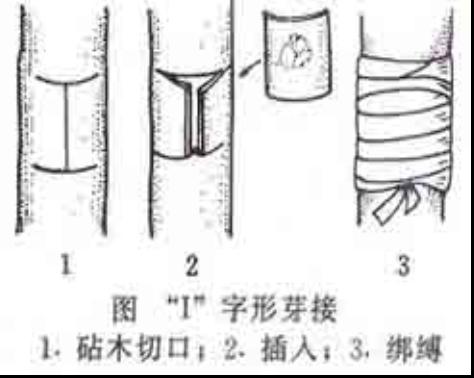 T字型芽接