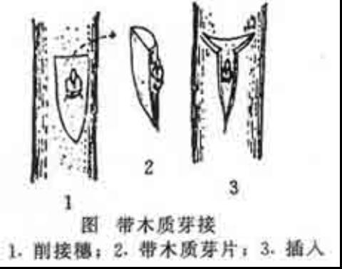 带木质芽接