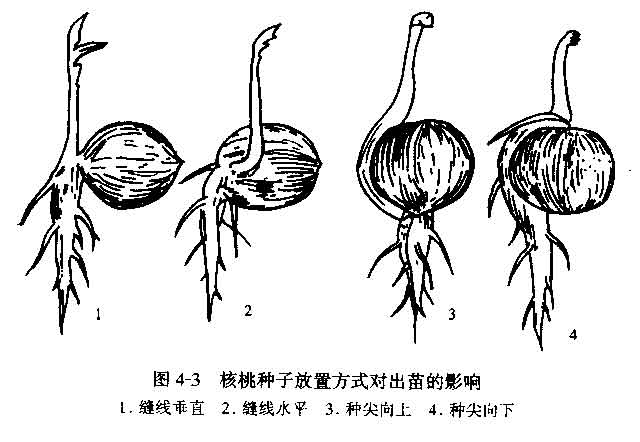 林木种子播种方法——放置方法