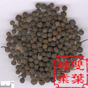 荜澄茄种子