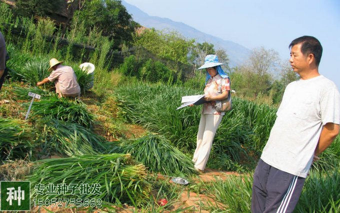 一年生黑麦草的优良品种非常适合种植