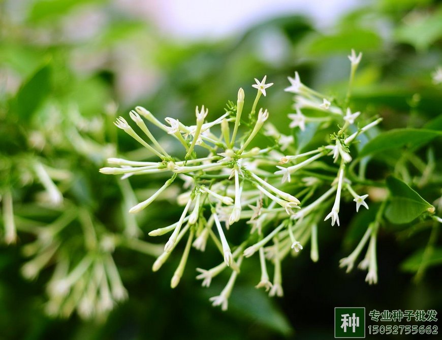 哪些香花适合阳台盆栽？