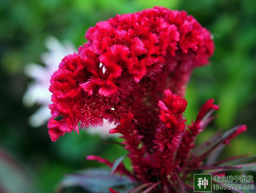 常见的一二年生草花——鸡冠花